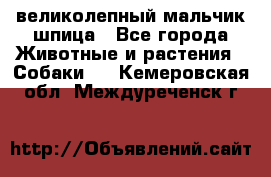 великолепный мальчик шпица - Все города Животные и растения » Собаки   . Кемеровская обл.,Междуреченск г.